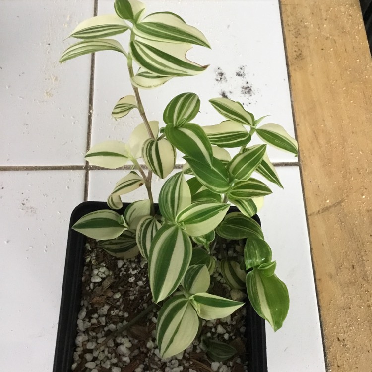 Plant image Tradescantia fluminensis 'Variegata'
