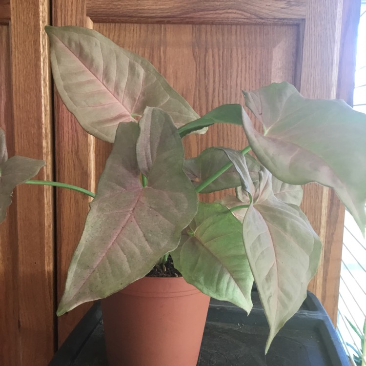 plant image 1220383