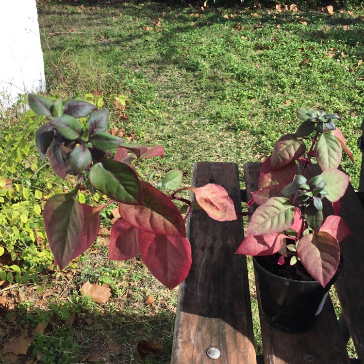 Plant image Alternanthera