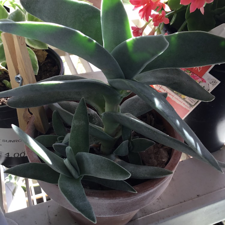 Plant image Crassula Perfoliata Var. Falcata