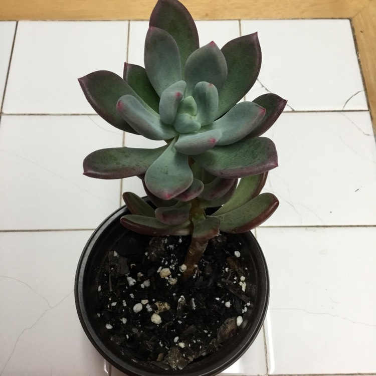Plant image x Pachyveria Dr Cornelius