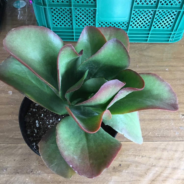 plant image 1225930
