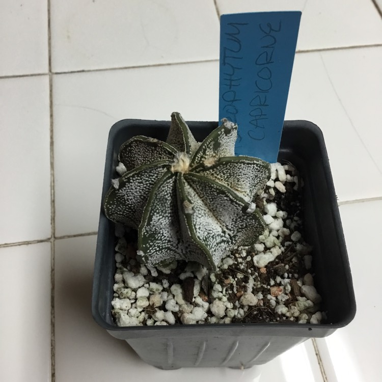 Plant image Astrophytum capricorne