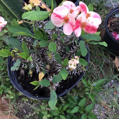 Euphorbia milii