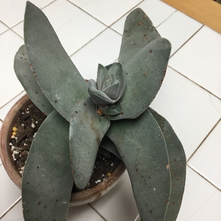 Plant image Crassula Perfoliata Var. Falcata