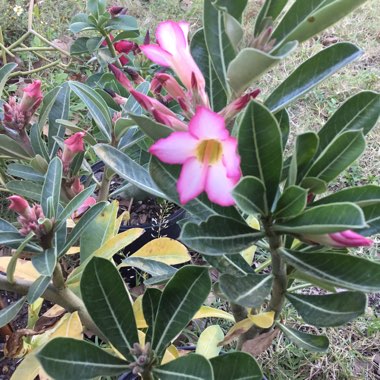 Adenium obesum