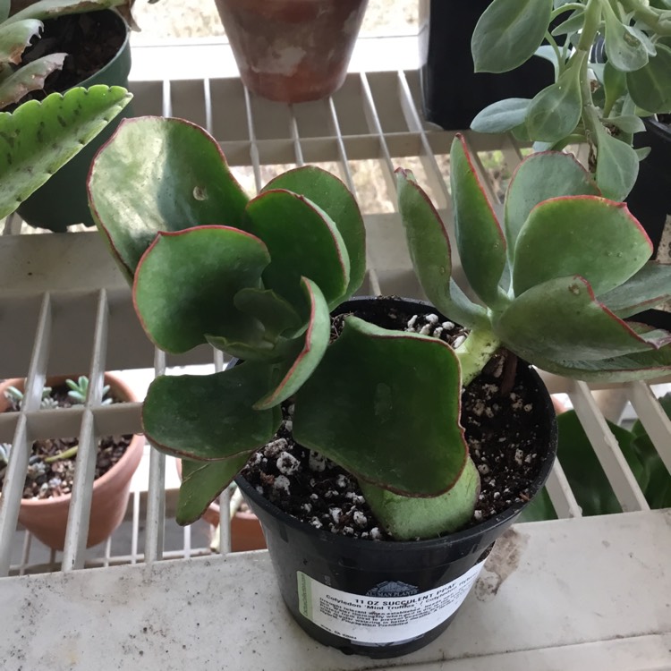 Plant image Cotyledon Hybrid 'Mint Truffles'