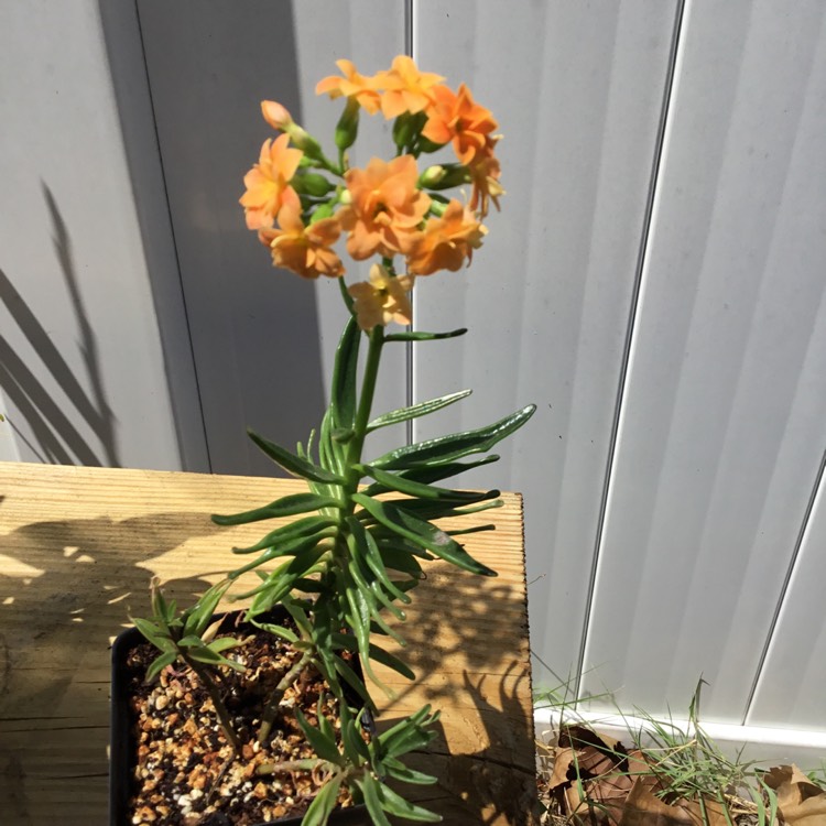 plant image 1259533 plant image 1259533