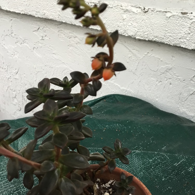 Plant image xSedeveria Sorrento