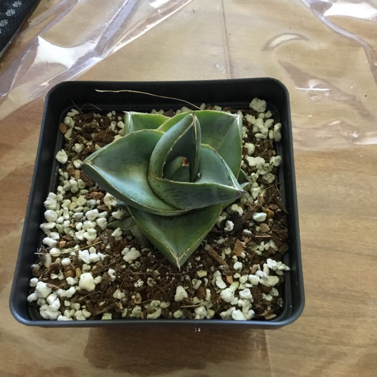 plant image 1287516