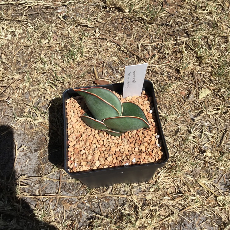 plant image 1301643