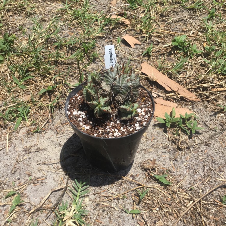 plant image 1305858