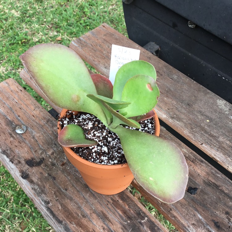 plant image 1308322