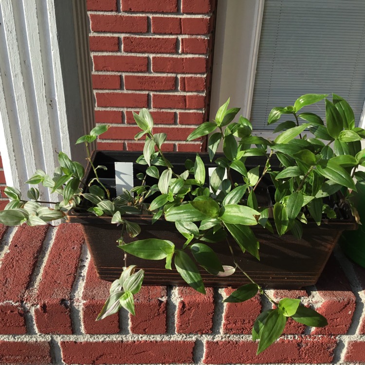 plant image 1314486 plant image 1314486
