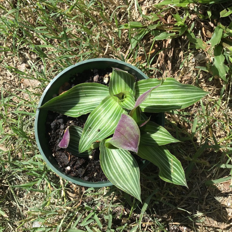 plant image 1330719