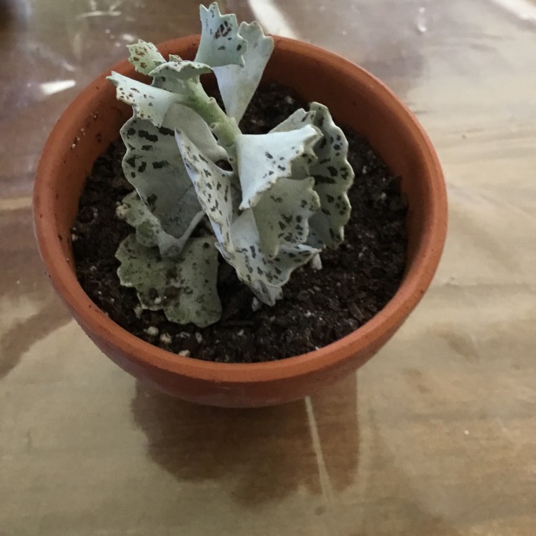 plant image 1342749