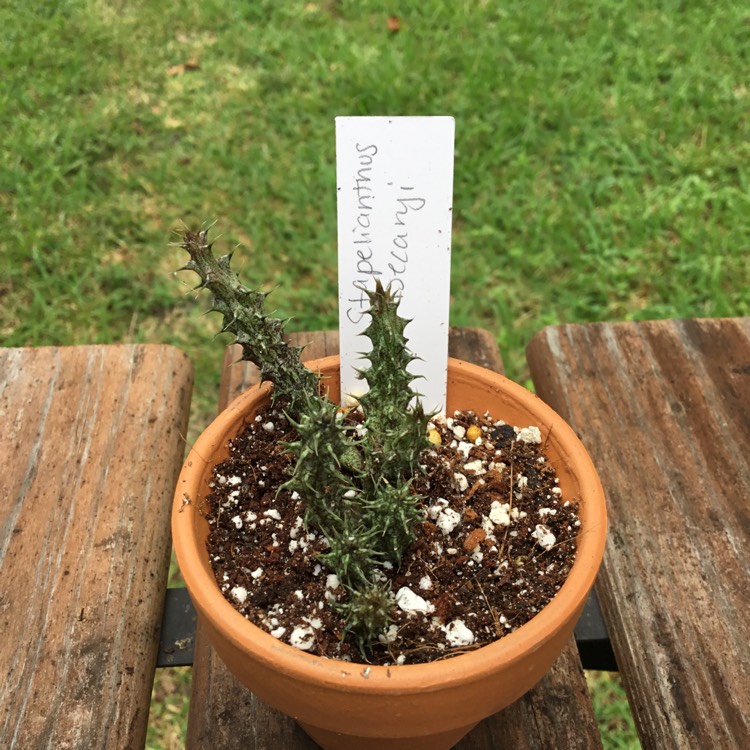 plant image 1351214 plant image 1351214