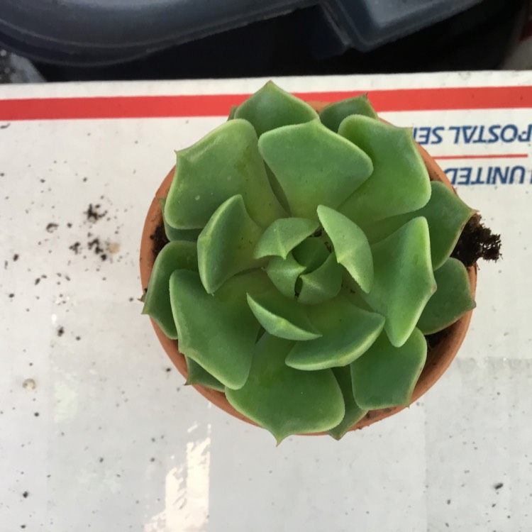 Plant image Echeveria Ramillete