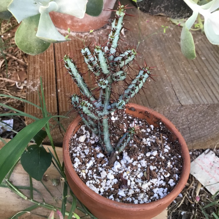 plant image 1354501 plant image 1354501