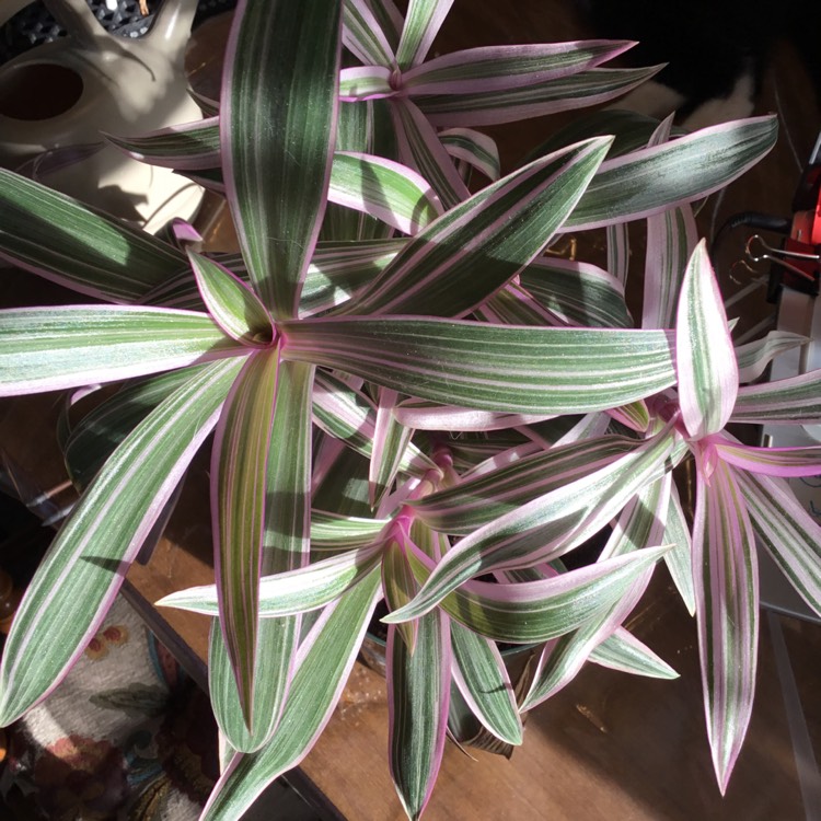 plant image 1373772