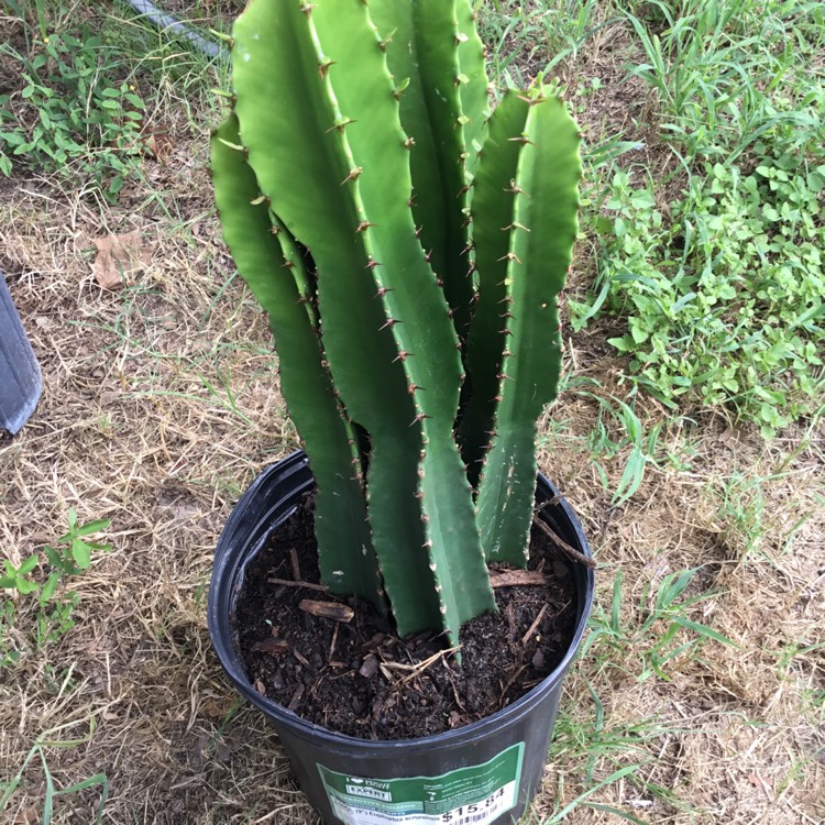 plant image 1377286