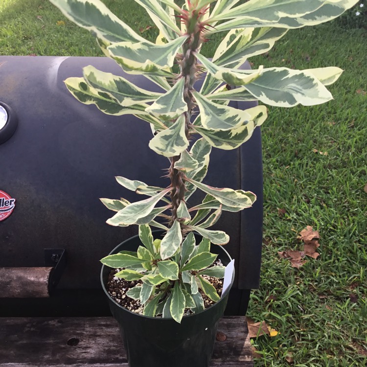 plant image 1389231