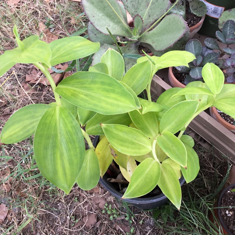 Plant image Alpinia Purpurata