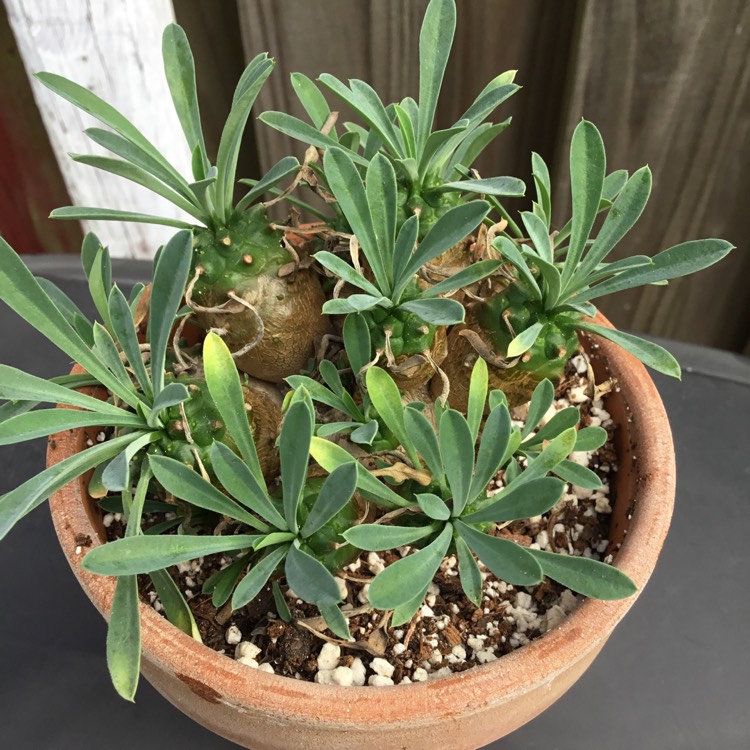 Plant image Euphorbia x japonica syn. Euphorbia cv. Cocklebur