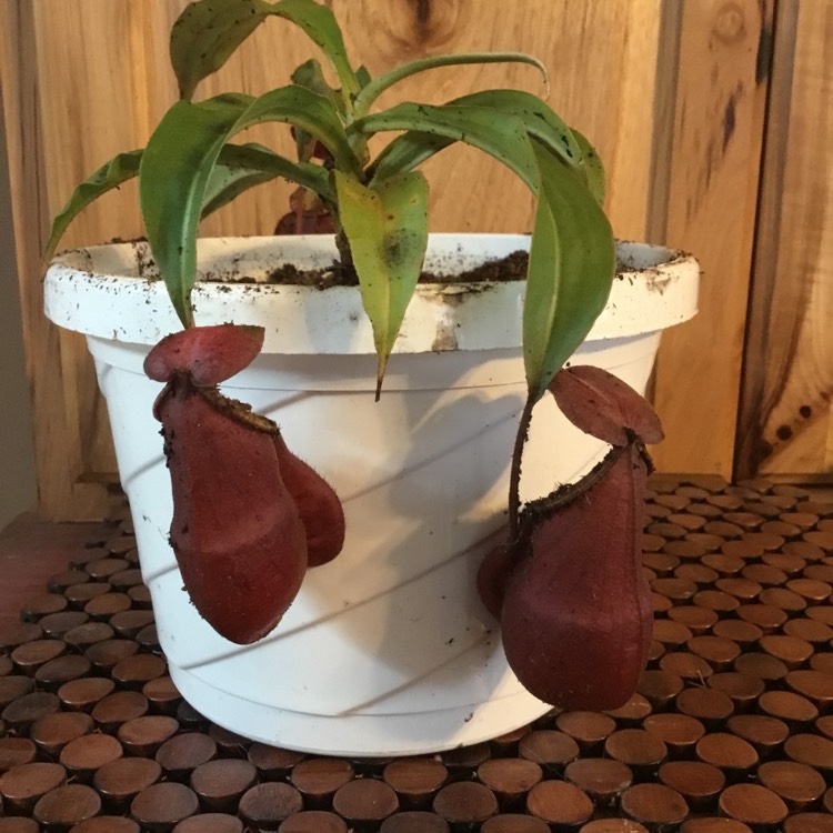 Plant image Nepenthes x hookeriana