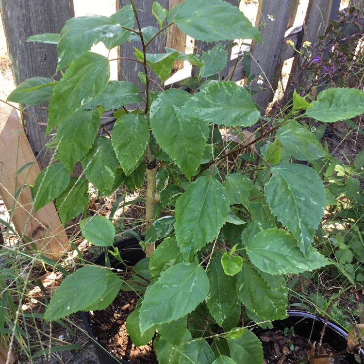 plant image 1405786