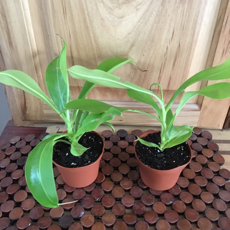 Plant image Nepenthes 'Alata'