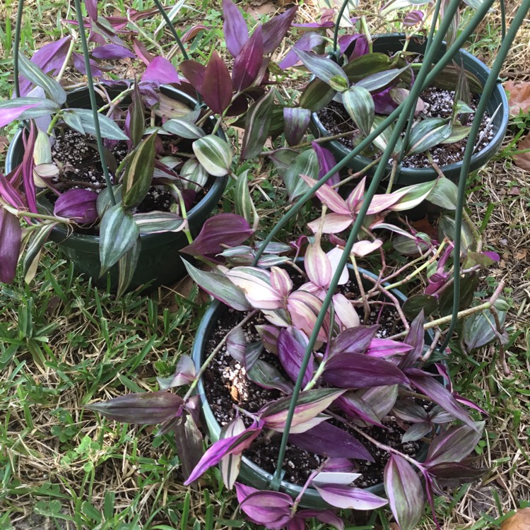 Plant image Tradescantia zebrina 'Discolor'