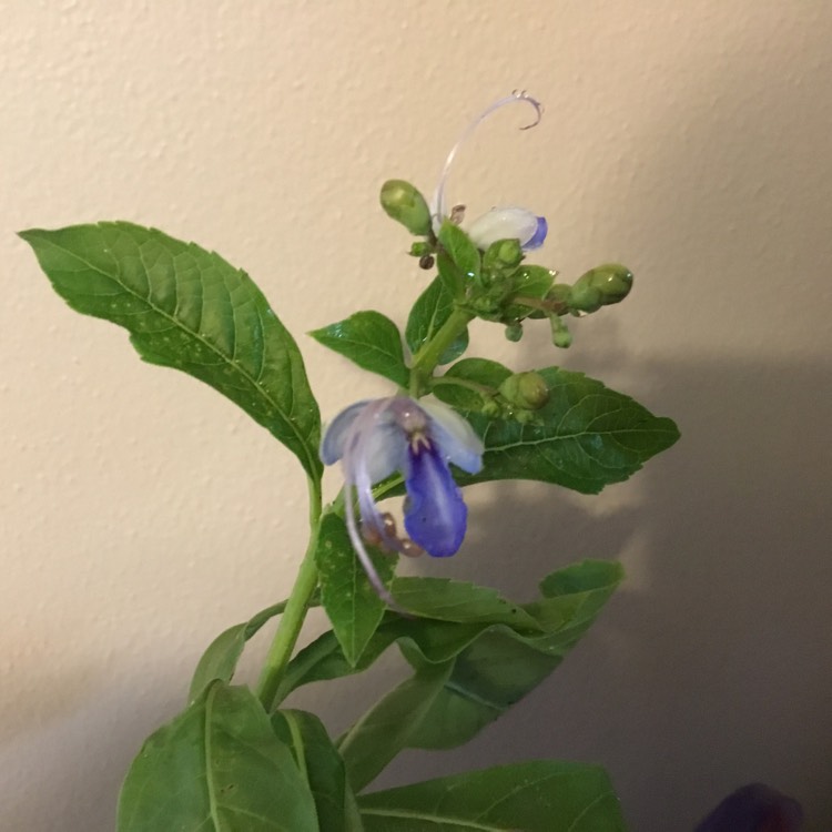Plant image Clerodendrum Ugandense