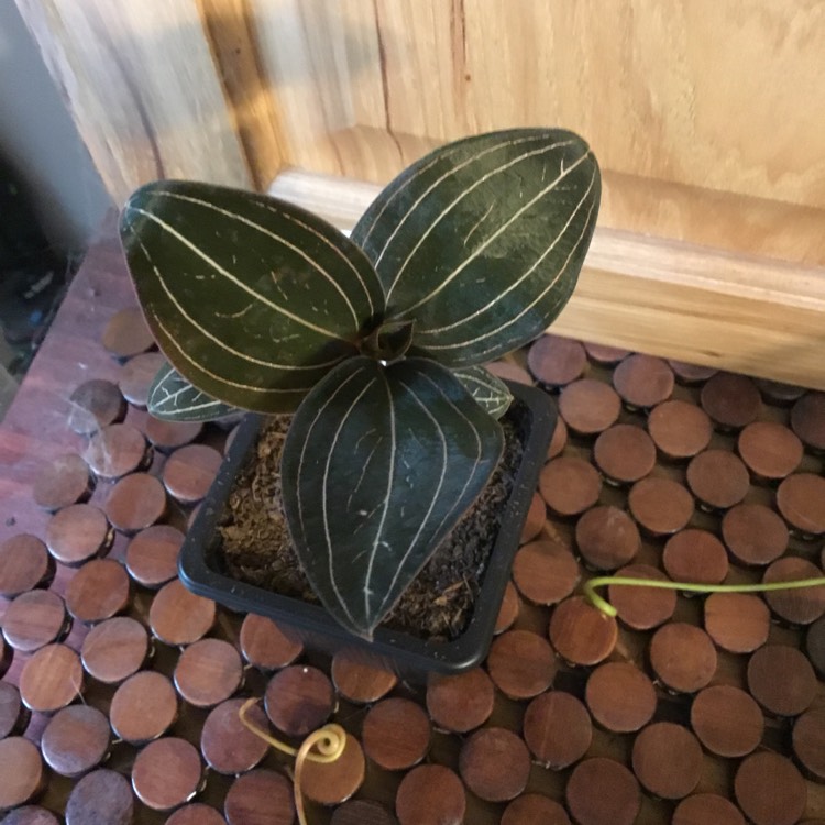 plant image 1426139