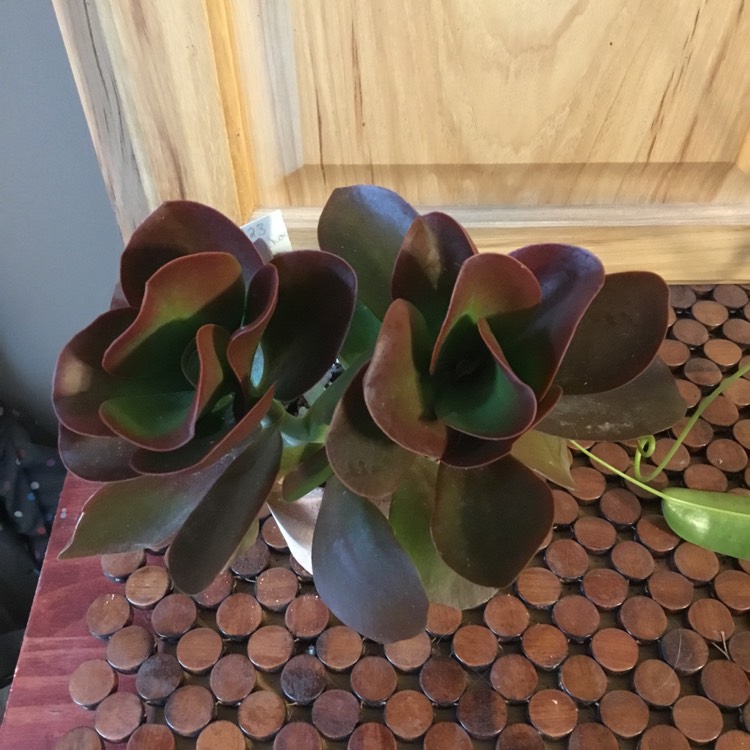Plant image Kalanchoe Dragonfire
