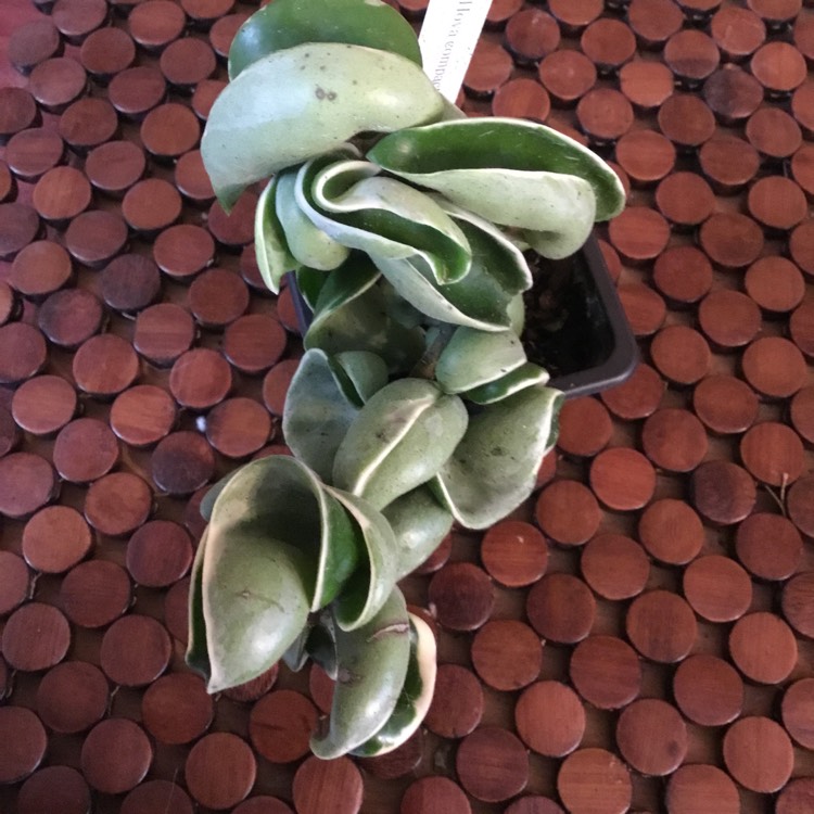 plant image 1430563