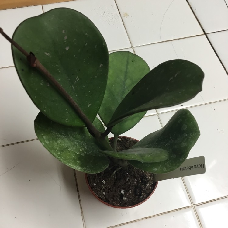 plant image 1432172