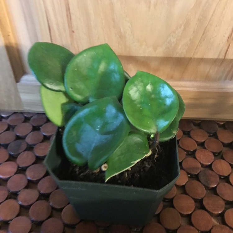 Plant image Hoya Carnosa 'Chelsea'
