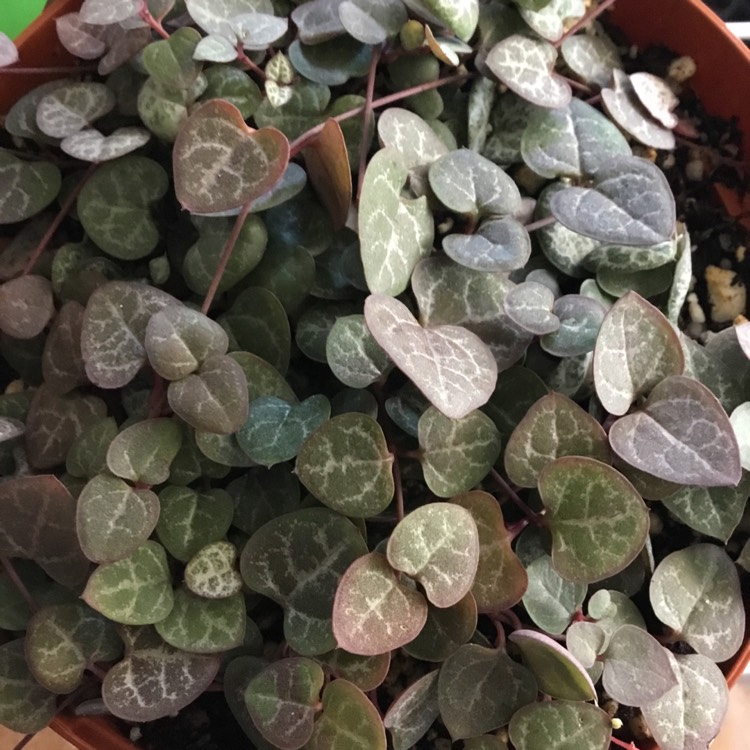 plant image 1433154 plant image 1433154