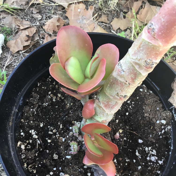 plant image 1434019