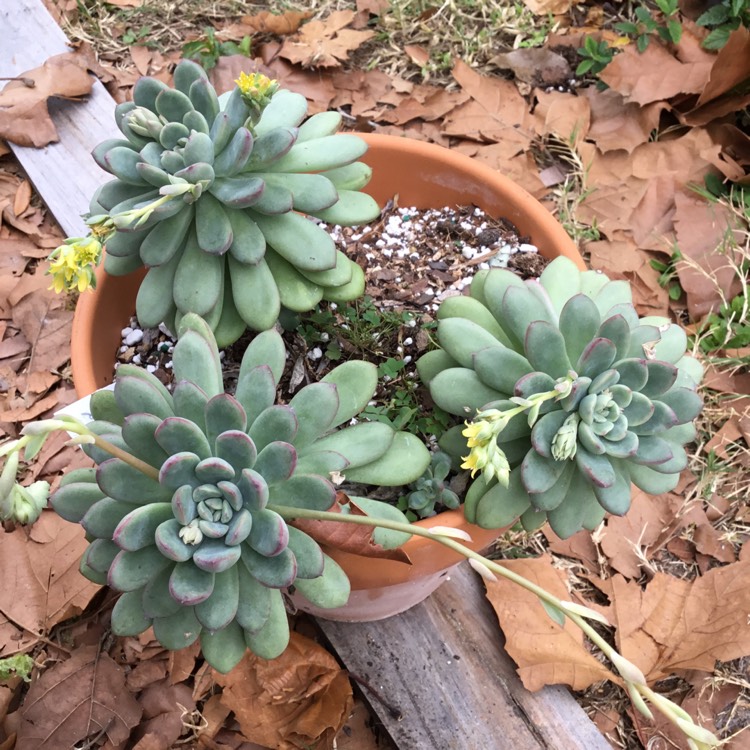 Plant image x Pachyveria Claire