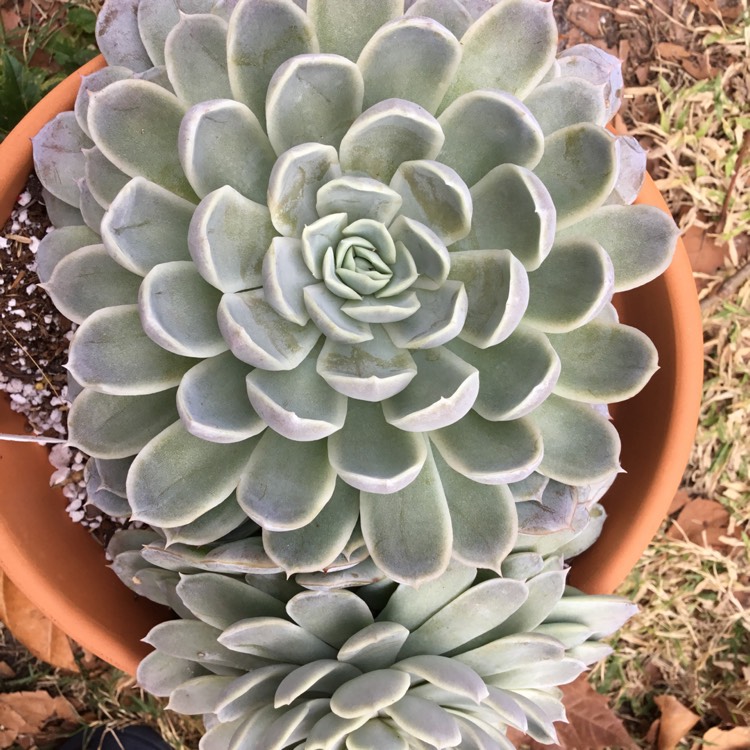 Plant image Echeveria Arctic Ice