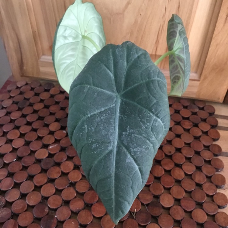 Plant image Alocasia rugosa 