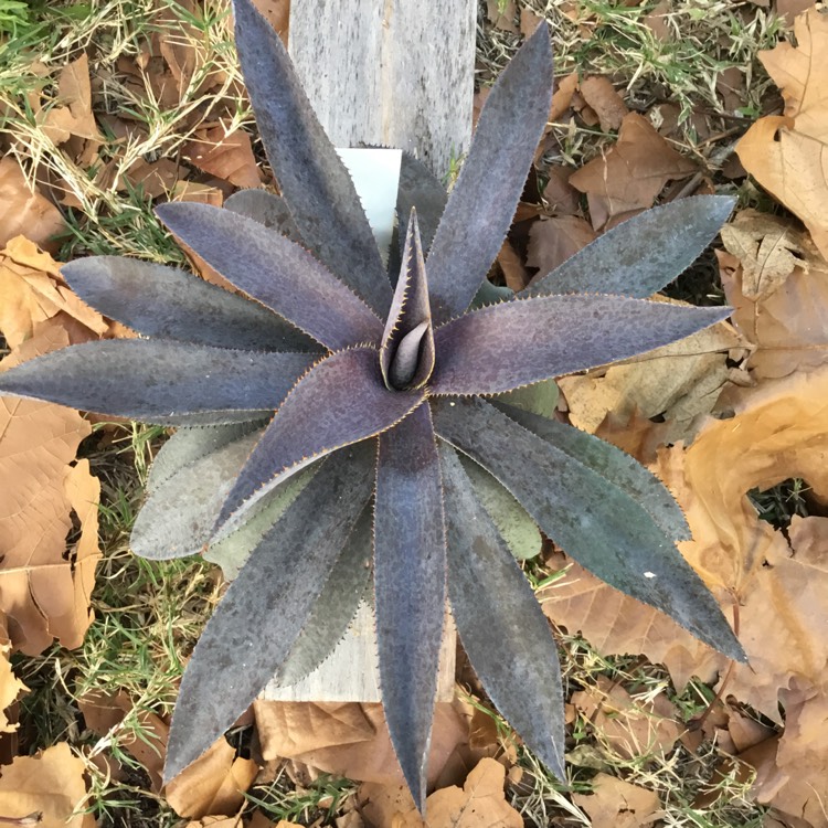 plant image 1435211 plant image 1435211