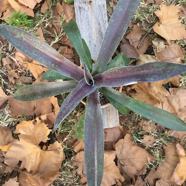 plant image 1435214 plant image 1435214