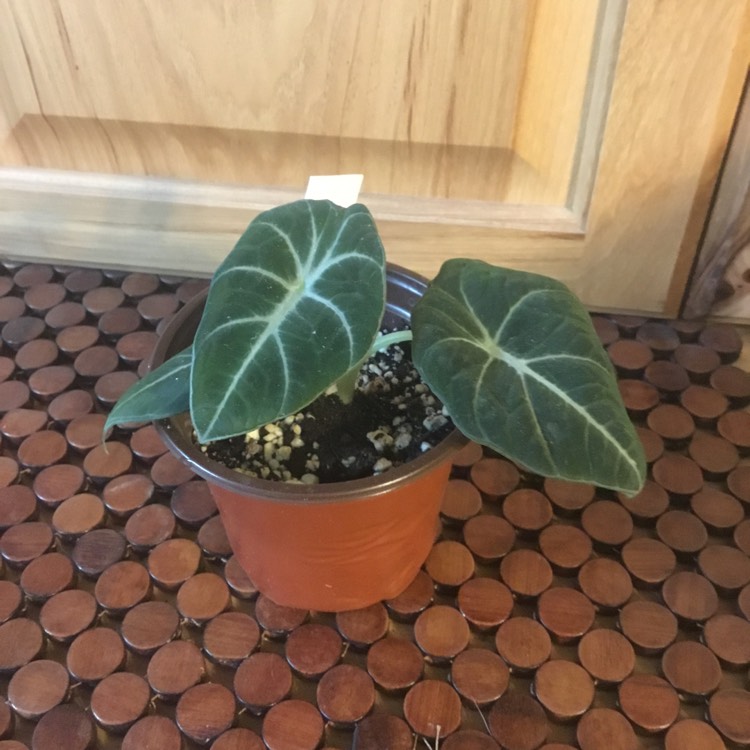 Plant image Alocasia ‘Black Velvet'