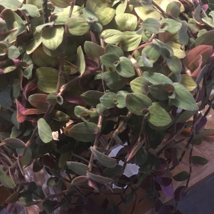 Plant image Tradescantia chrysophylla 'Baby Bunny Bellies'