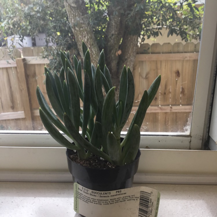 Plant image Senecio mandraliscae