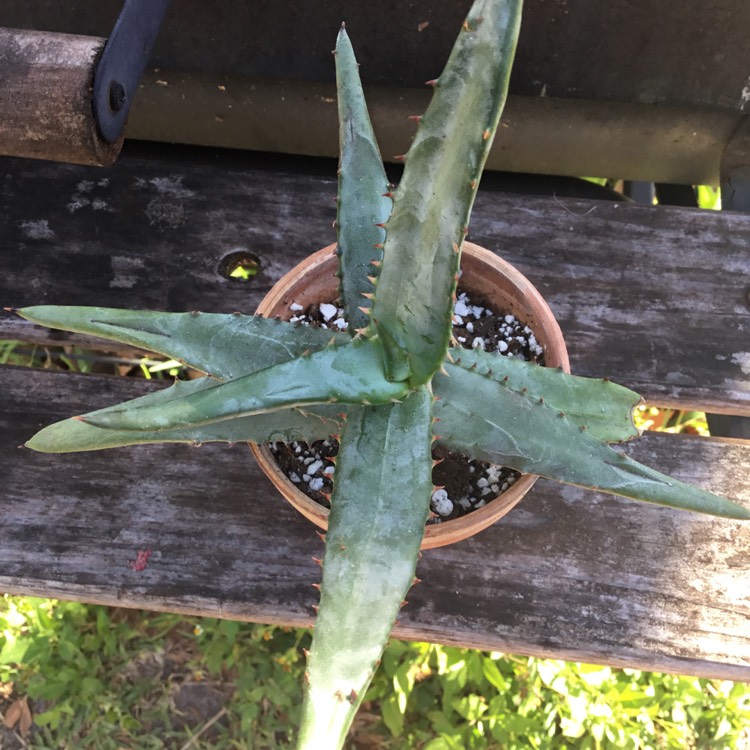 Plant image Aloe ferox