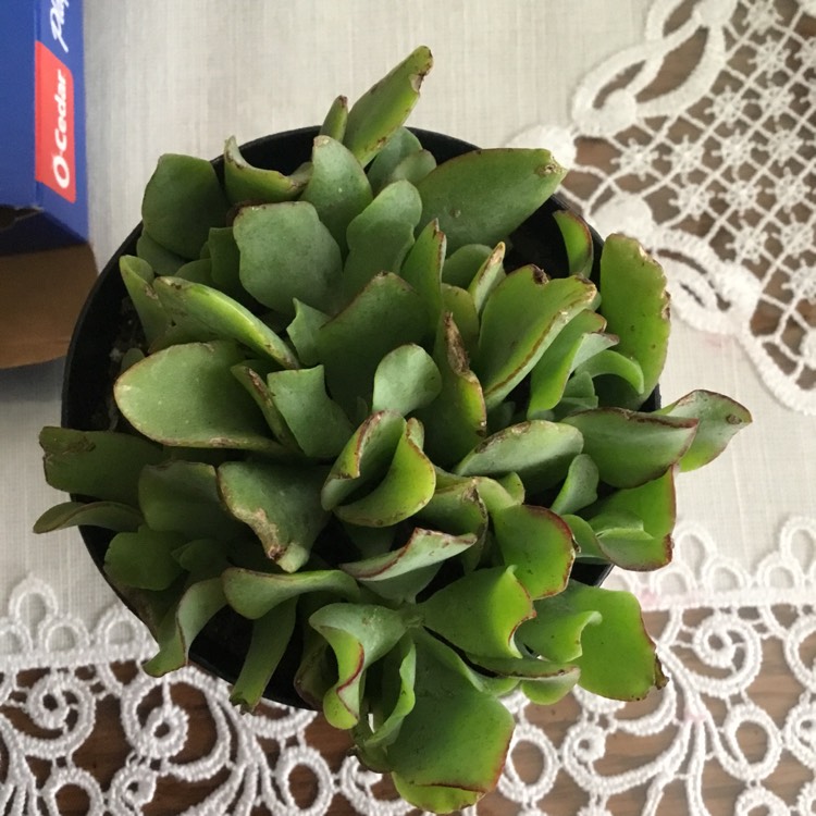 plant image 1449740